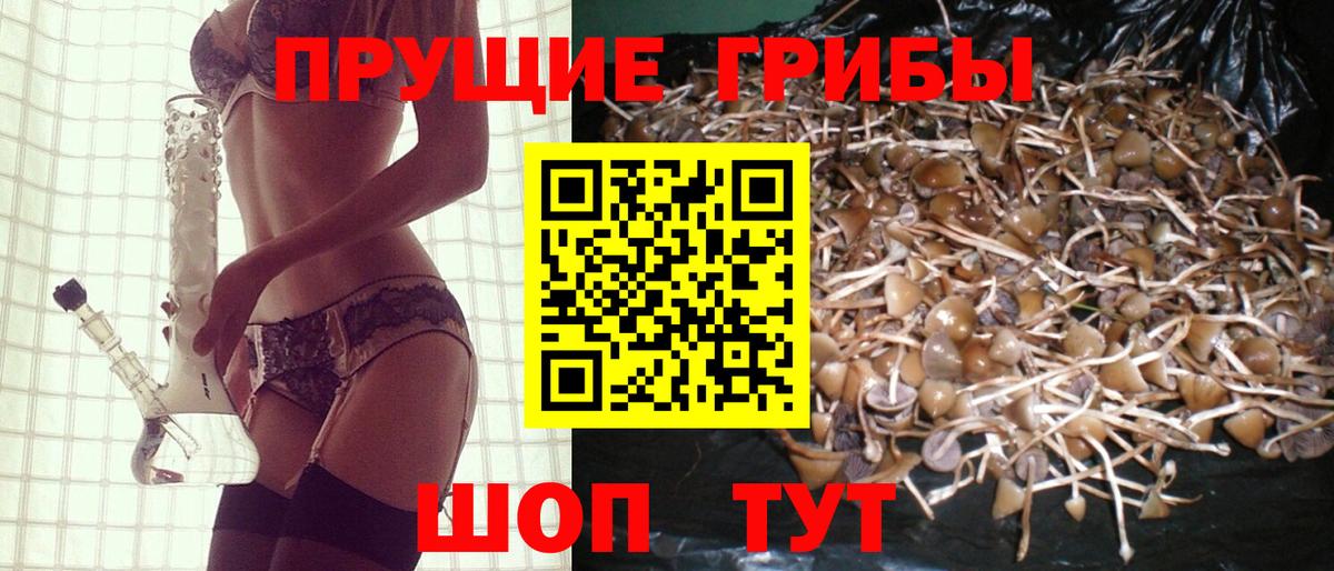 Галлюциногенные грибы Psilocybe Северск